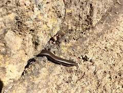 Chalcides sexlineatus sexlineatus