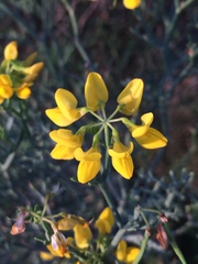 Coronilla juncea