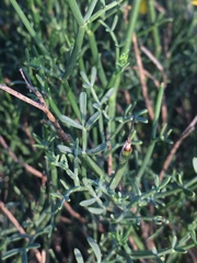 Coronilla juncea