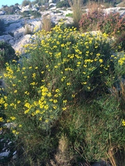Coronilla juncea