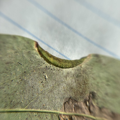 Unknown species found near Oakton, VA, USA