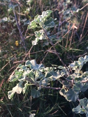 Malva subovata