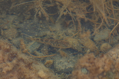 Gobiomorphus breviceps