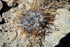 Oreocereus trollii