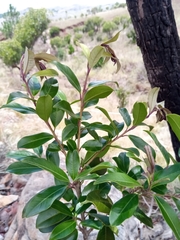Ilex mitis