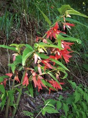 Begonia boliviensis