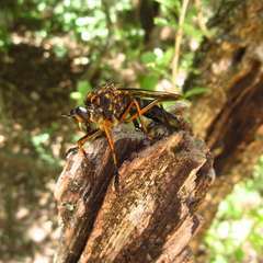 Dicranus