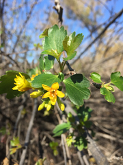Ribes aureum gracillimum