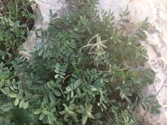Hippocrepis valentina
