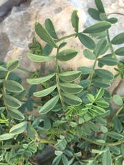 Hippocrepis valentina