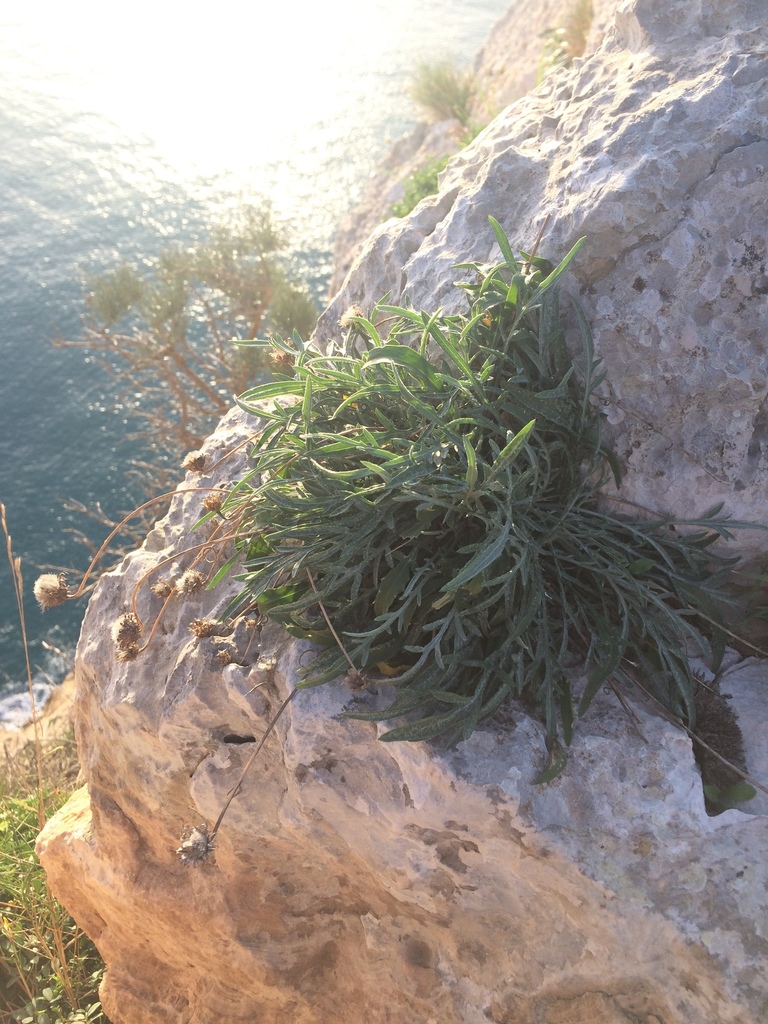 Centaurea rouyi