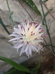 Centaurea rouyi