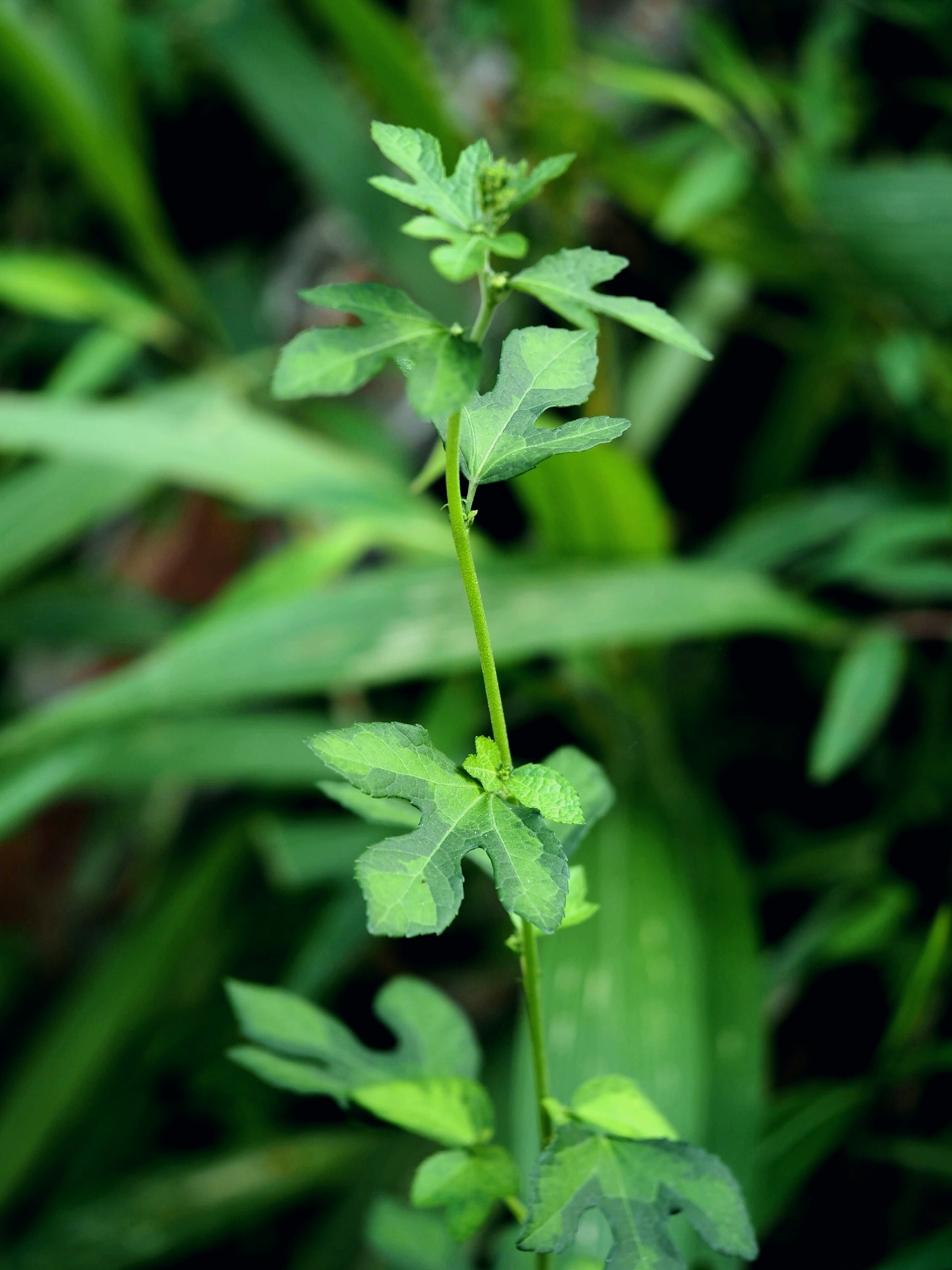 Bur Mallow (Urena procumbens)