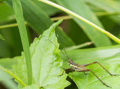 Nisitrus
