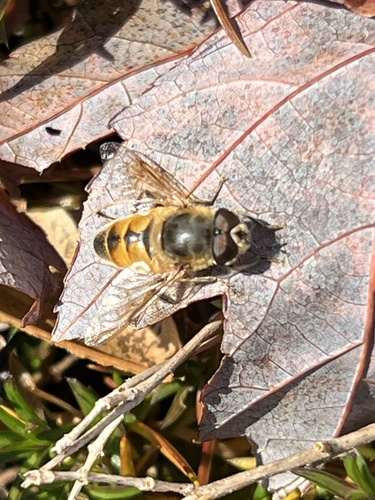 Unknown species found near S Valley Rd, Pelham, MA, US