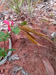 Pyranthus ambatoanus image