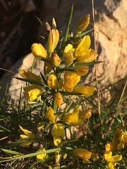Ulex parviflorus