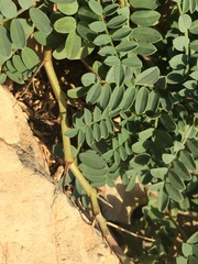 Hippocrepis valentina