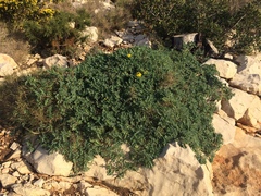Hippocrepis valentina