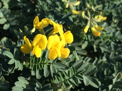 Hippocrepis valentina