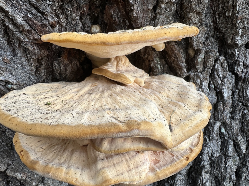 Laetiporus gilbertsonii pallidus · November 2025 · photo: © ash2016 (iNaturalist, cc-by)