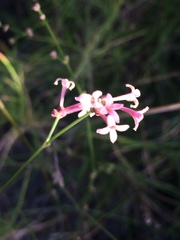Asperula paui