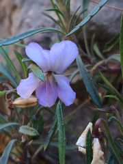 Viola arborescens