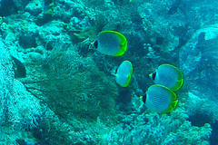 Chaetodon adiergastos
