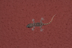 Tarentola boettgeri