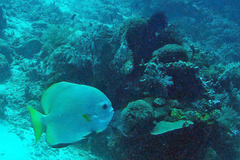 Platax boersii