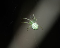 Araneus ginninderranus