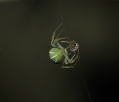 Araneus ginninderranus