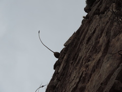 Agave victoriae-reginae