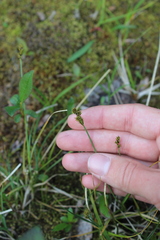 Carex lachenalii