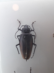 Ctenoscelis acanthopus