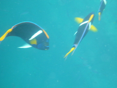 Holacanthus passer