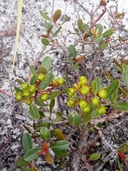 Asteropeia densiflora image