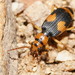 Pheropsophus verticalis - Photo (c) Reiner Richter, alguns direitos reservados (CC BY-NC-SA), uploaded by Reiner Richter