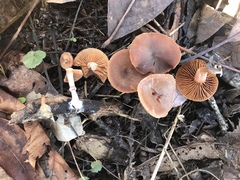 Tubaria romagnesiana