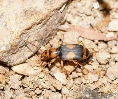 Pheropsophus verticalis