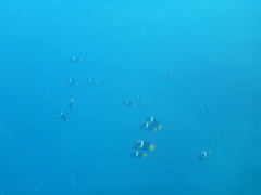 Holacanthus passer