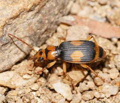 Pheropsophus verticalis