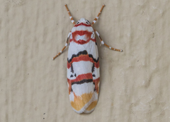 Cyana cruentata