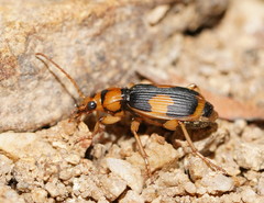 Pheropsophus verticalis