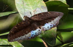Lexias pardalis borneensis