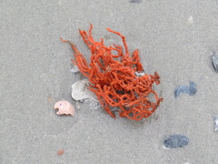 Clathria prolifera