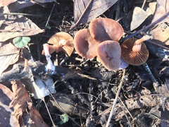 Tubaria romagnesiana