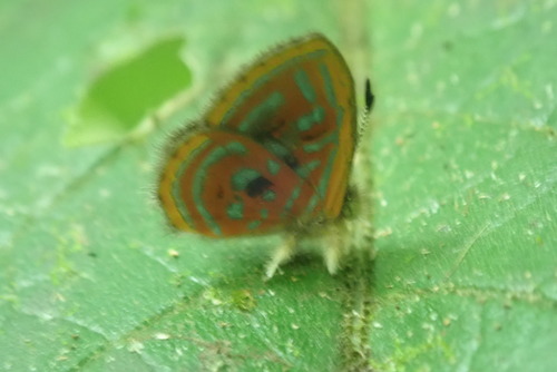 Acantus Sarota