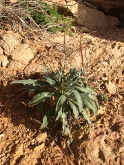 Matthiola incana incana