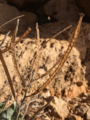 Matthiola incana incana